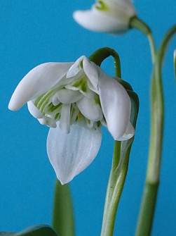 L. Rotteveel & Zonen |  Nivalis Flore Pleno