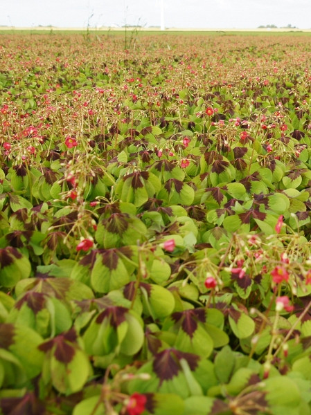 Oxalis Deppei 'Iron Cross'