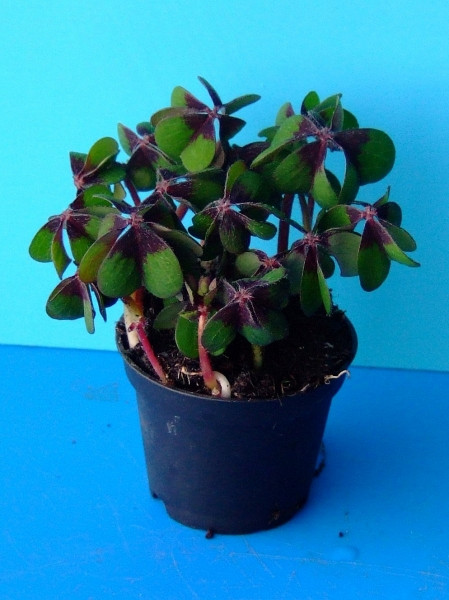 Oxalis Deppei 'Iron Cross'