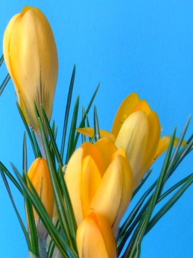 Crocus Yellow