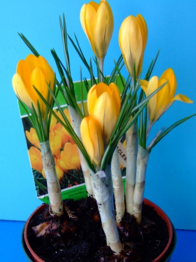 Crocus Yellow