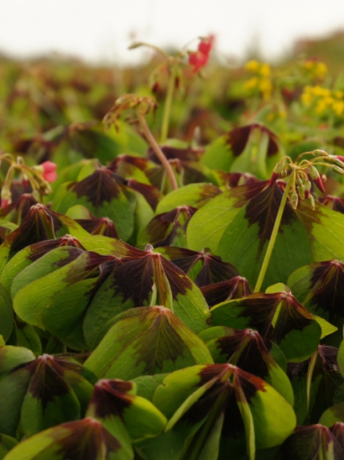 Oxalis Deppei 'Iron Cross'