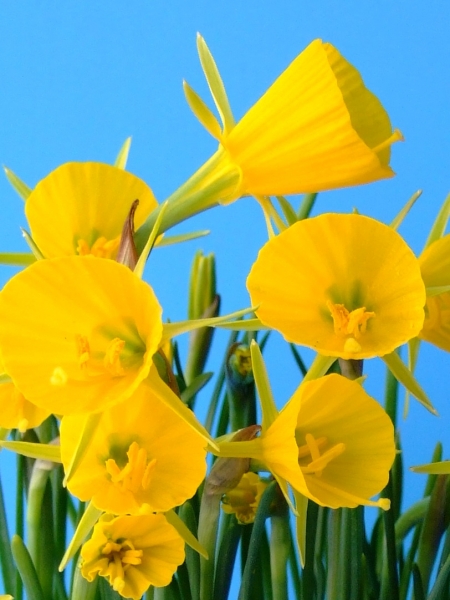 bulbocodium Golden Bells